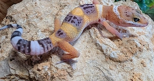 LeopardGeckos enz 26 