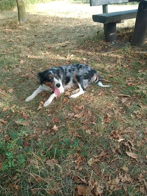 Australien shepherd boder Collie mix 