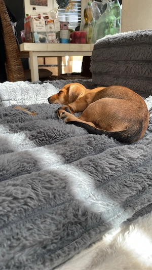 Welpe Dackel Shiba Inu