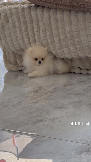 Pomeranian 