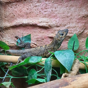 Schwarzer Leguan Ctenosaura similis 