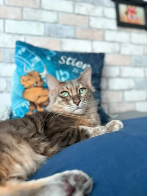 kater suchen neues zuhause 