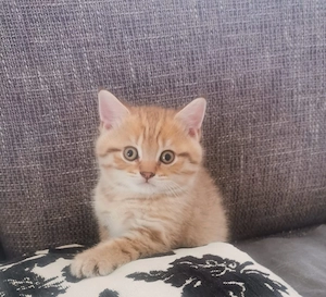 Drei Bhk Kitten