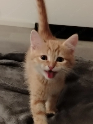 Abgabebereit Unsere Bezaubernde BLH BKH Kitten sind da