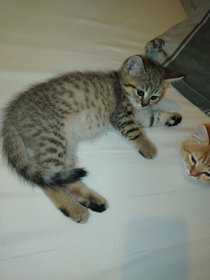 Abgabebereit Unsere Bezaubernde BLH BKH Kitten sind da