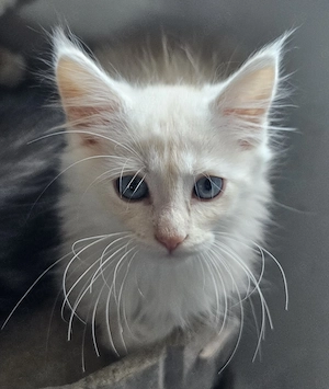Einzigartige Maine Coon's Herzensbrecher 