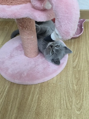 wunderschöne BKH blue Kitten 3 männliche kitten noch frei absofort abzugeben 