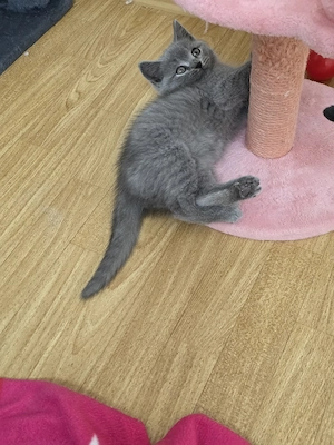 wunderschöne BKH blue Kitten 2 männliche kitten noch frei absofort abzugeben 