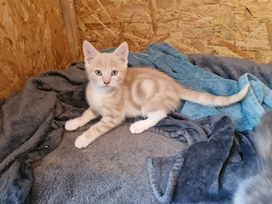 5 Kitten suchen ein liebevolles zuhause 