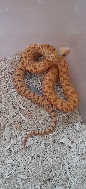 1,1 Pituophis catenifer sayi, red tiger hypo u. albino hypo, NZ 08 2026