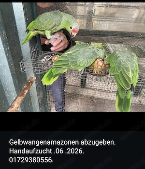 Gelbwangenamazonen