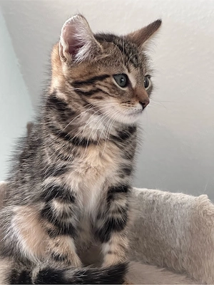 wunderschöner Kater, Kitten zum abgeben