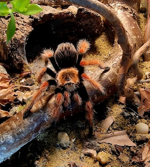 1.0 Brachypelma boehmei, Vogelspinne