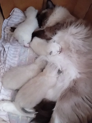 Ragdoll kitten, reinrassig 