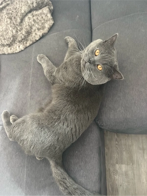 BKH Deckkater