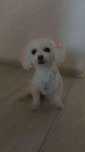 bichon frise 
