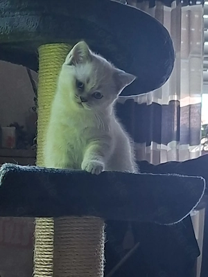 Britisch Kurzhaar BKH weiblich Katze blue tabby point