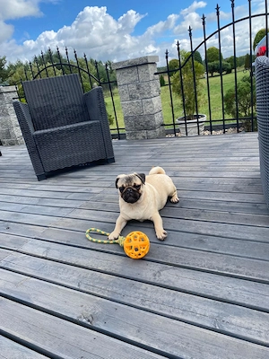 Mops Welpen Mopswelpen
