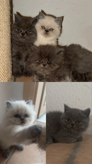 Bkh Blh Kitten