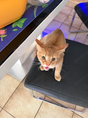 Katze zu verkaufen