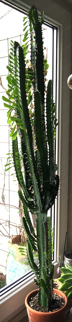 2 große Zimmerpflanzen (Euphorbia trigona)) zu verschenken