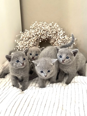 Russisch Blau Kitten mit Papieren (reinrassig)