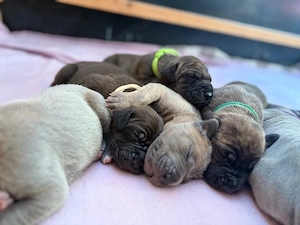 Deutsche Doggen Welpen