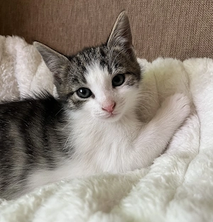 Katze Kätzchen getigert grau in liebevolle Hände abzugeben weiblich SOFORT ABHOLBEREIT