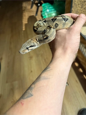 Boa imperator Ecuador   0.1 CB 2024