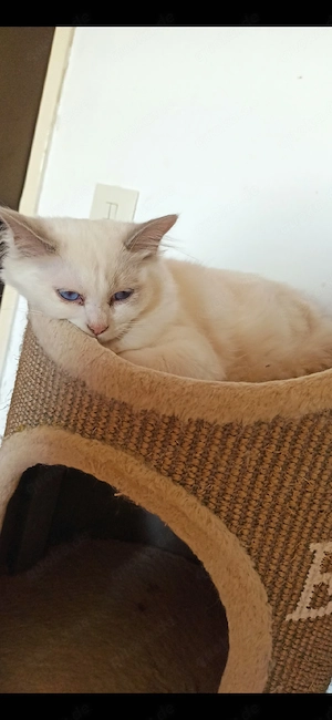 Ragdoll Kitten  