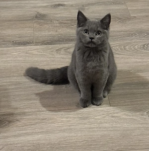 Katzenkinder 19 Wochen