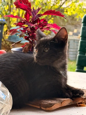 schwarze Katzen 