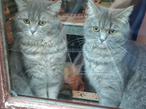 Katzen unterschiedlichen Alters  