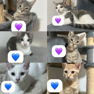 6 süße katzenbabys 