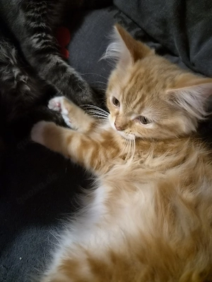 Perser-Main coon Mix Kitten 