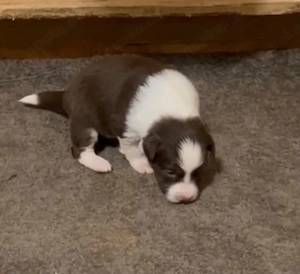 Border Collie Welpen Braun Weiß 
