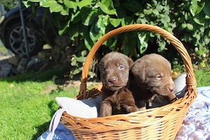 Labrador-Welpen