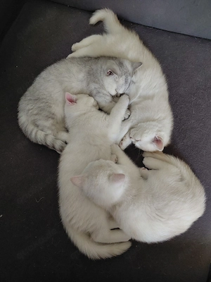 BKH Kitten    dürfen ausziehen 