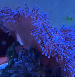 Meerwasser Anemone groß ca 30 cm lila mit unter stein auch und koralle