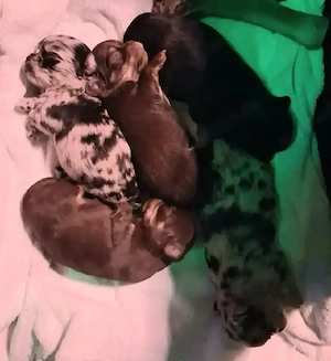 Chihuahuawelpen Langhaar in Merle, Black und Schoko-Tan zu verkaufen.