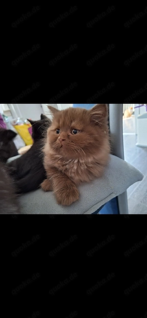 Zuckersüße, reinrassige Briten-Kitten (BLH & BKH) suchen ein neues Zuhause!