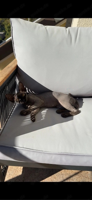 Sphynx Kitten mit Zubehör 