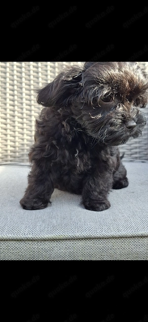 Zuckersüsse Maltipoo  Hündin 