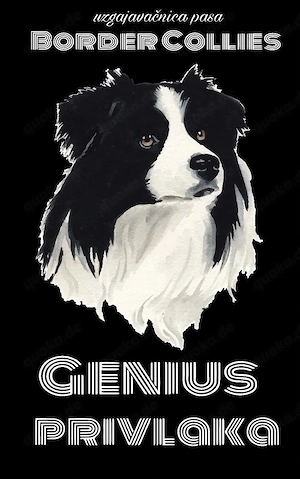 Border Collie Welpen mit Ahnentafel 