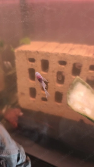 Snow White Longfin 