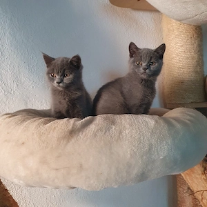 BKH-Kitten 