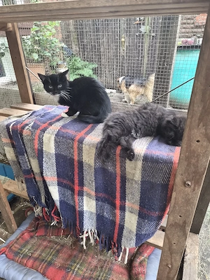 Katzenbabys 