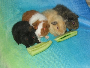 Zauberhafte Meerschweinchen unterschiedlichen Alters...