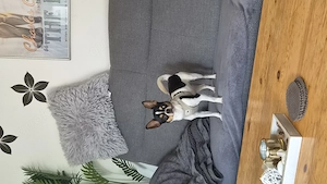 Chihuahua  Hündin sucht ihre  Menschen