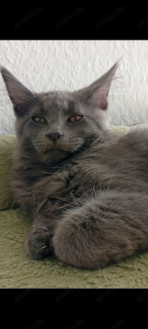 Zwei Wünderschöne Maine coon's Mädchen 